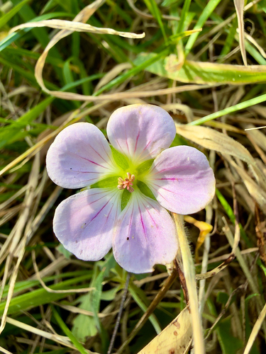 Geranium traversii observed 2026-04-26