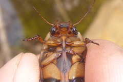 Dytiscus fasciventris
