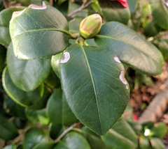 Camellia japonica