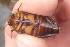 Dytiscus fasciventris
