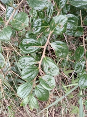 Dovyalis zeyheri
