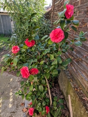 Camellia japonica
