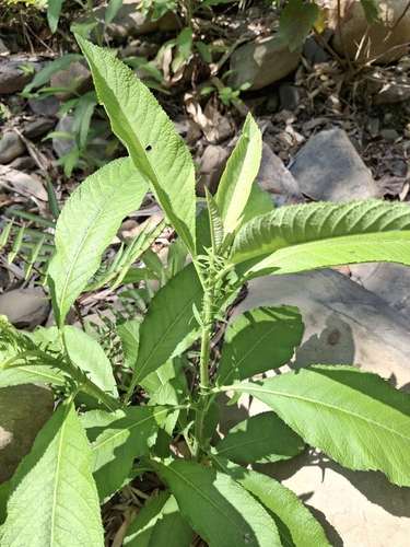 Blumea balsamifera observed 2026-04-26