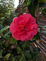 Camellia japonica