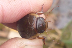 Dytiscus fasciventris
