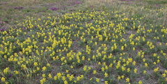 Thermopsis lanceolata