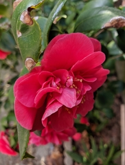 Camellia japonica