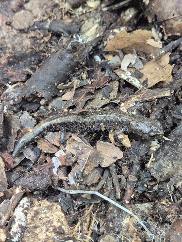 Korean Crevice Salamander