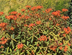 Euphorbia griffithii
