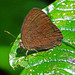 Dark Vulgar Bush Brown - Photo (c) James Steamer, some rights reserved (CC BY-NC), uploaded by James Steamer