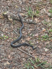 Coluber constrictor priapus