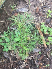 Ammoselinum