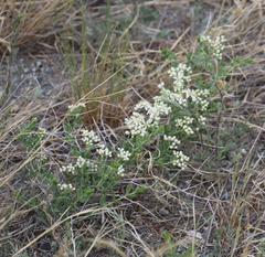 Nitraria sibirica