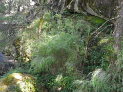 Chusquea septentrionalis