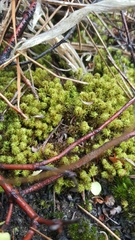 Macromitrium gracile