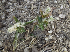 Gomphrena sonorae