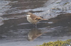 Cinclodes albidiventris