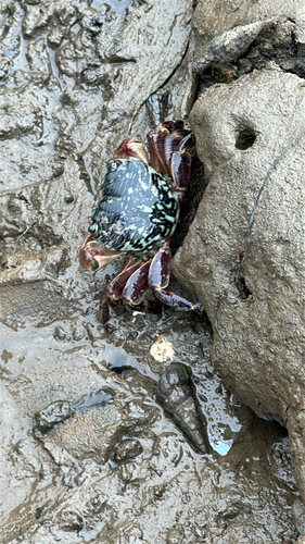 iNaturalist observation photo of Striped Shore Crab