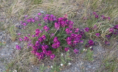 Oxytropis prostrata