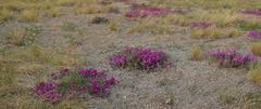Oxytropis prostrata