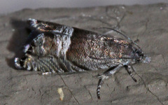 Sereda tautana