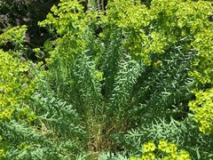 Euphorbia ceratocarpa