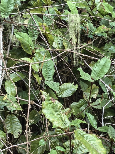 Trichocladus crinitus, photograph 6