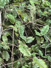Trichocladus crinitus, photograph author not stated, no rights reserved
