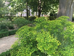 Euphorbia ceratocarpa