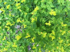 Euphorbia ceratocarpa