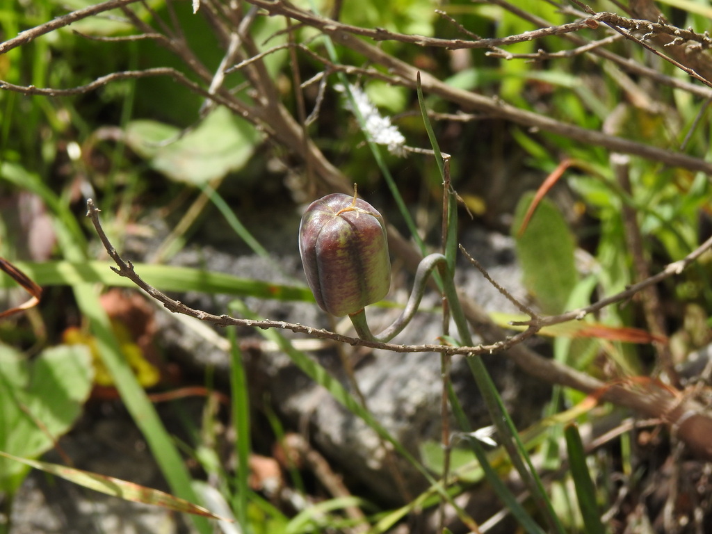 Fritillaria lusitanica; photograph (c) Duarte Frade, some rights reserved (CC BY)
