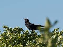 Corvus capensis capensis