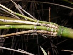 Chusquea septentrionalis