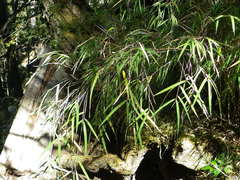 Chusquea septentrionalis