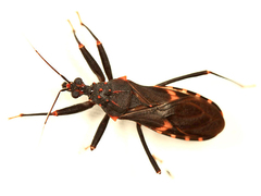 Opisthacidius