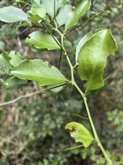 Gymnosporia nemorosa, photograph author not stated, no rights reserved