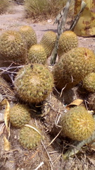 Coryphantha erecta
