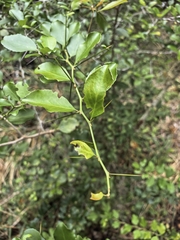 Gymnosporia nemorosa, photograph author not stated, no rights reserved