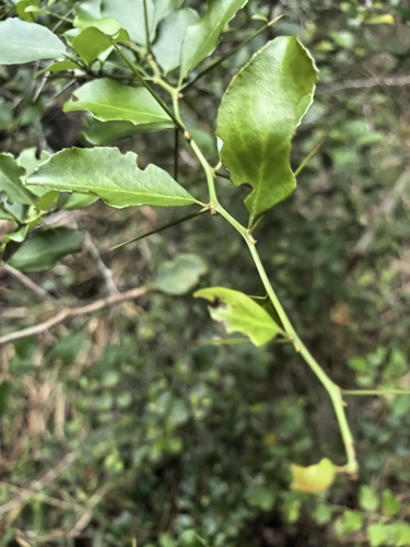Gymnosporia nemorosa, photograph 4