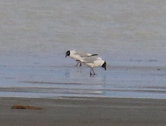 Ichthyaetus relictus