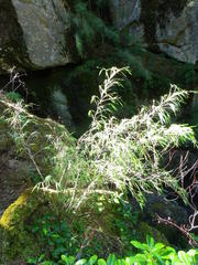 Chusquea septentrionalis