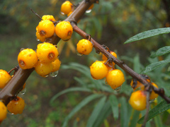 Hippophae rhamnoides — photo 2
