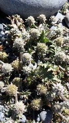 Eryngium vesiculosum