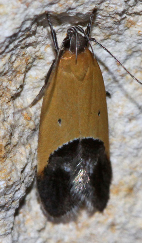 Triclonella pergandeella Busck, 1900