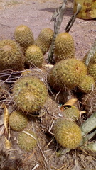 Coryphantha erecta
