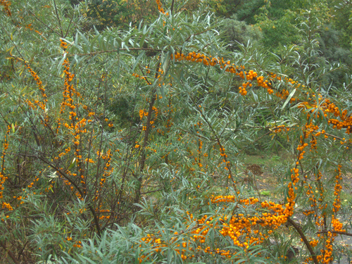 Hippophae rhamnoides
