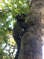 Callithrix penicillata