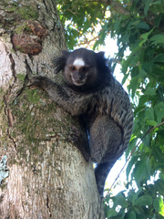 Callithrix penicillata