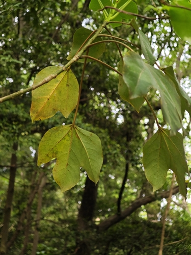 Dendropanax trifidus, photograph 2