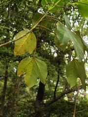 Dendropanax trifidus, photograph (c) WATANABE Hitoshi 渡辺仁, some rights reserved (CC BY)